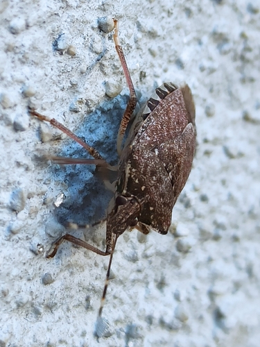 Halyomorpha halys