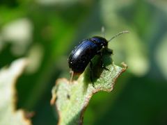 Gastrophysa atrocyanea