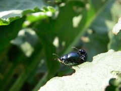 Gastrophysa atrocyanea