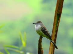 Myiarchus tuberculifer