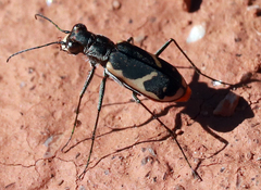Cicindela schauppii