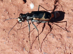 Cicindela schauppii