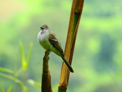 Myiarchus tuberculifer