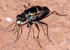 Cicindela schauppii