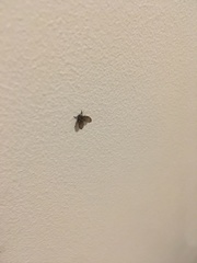 Clogmia albipunctata