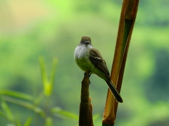 Myiarchus tuberculifer