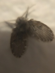 Clogmia albipunctata