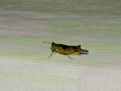 Paulinia acuminata