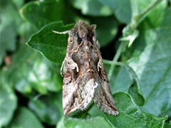 Autographa gamma
