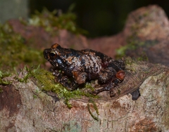 Anodonthyla boulengerii