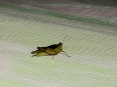Paulinia acuminata