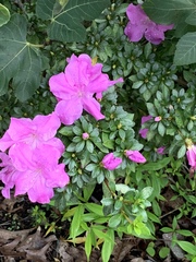 Rhododendron penthanthera