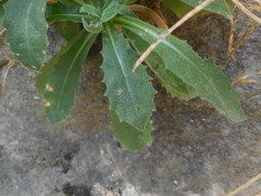 Arabis caucasica
