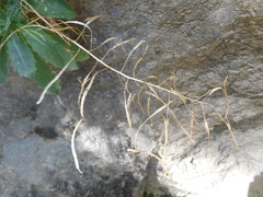 Arabis caucasica