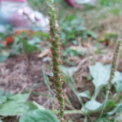 Plantago major