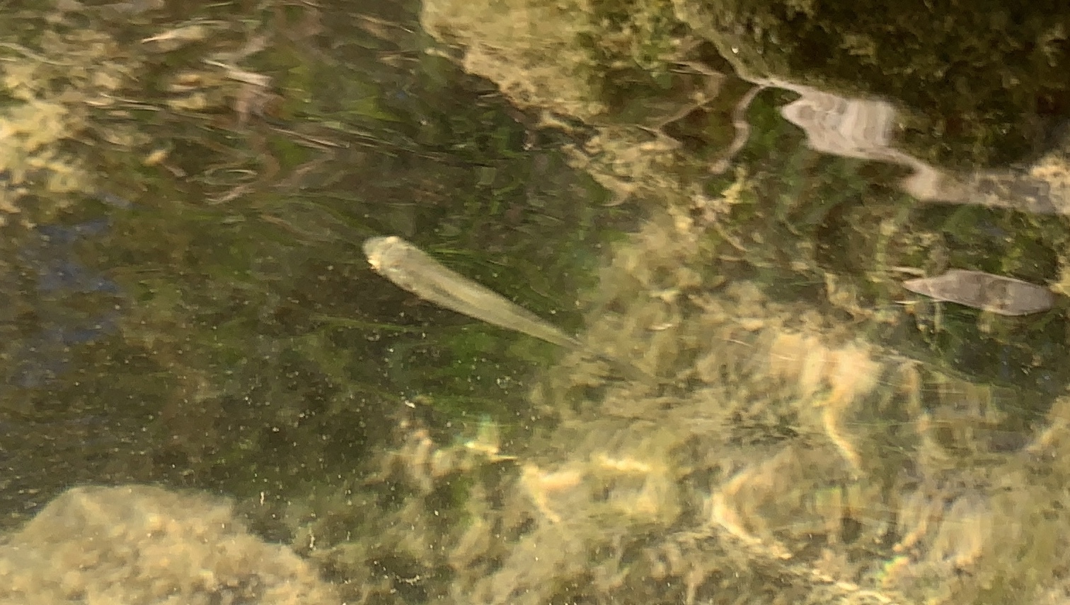 Melanorivulus linearis