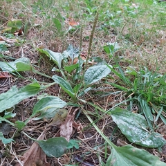 Plantago major