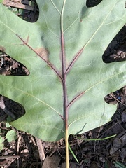 Apiognomonia errabunda