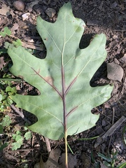 Apiognomonia errabunda