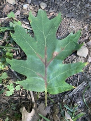 Apiognomonia errabunda