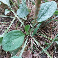 Plantago major