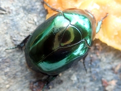 Lagochile emarginata