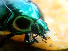 Lagochile emarginata