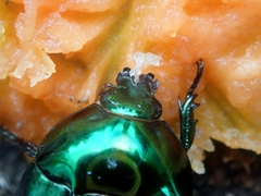 Lagochile emarginata