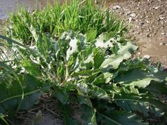 Rumex japonicus