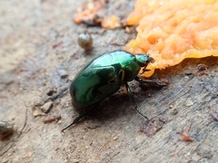 Lagochile emarginata