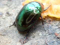 Lagochile emarginata