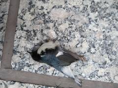 Setophaga caerulescens