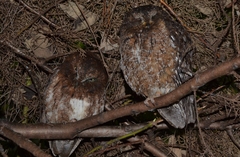 Otus rutilus rutilus