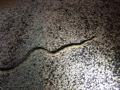 Bogertophis subocularis