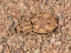 Calomycterus setarius