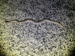 Bogertophis subocularis