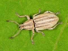 Aphrastus taeniatus