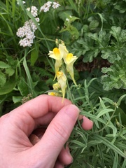 Linaria vulgaris