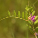 Vicia sativa nigra - Photo (c) AnneTanne,  זכויות יוצרים חלקיות (CC BY-NC)