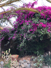 Bougainvillea