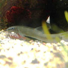 Kissing Loach photo 2