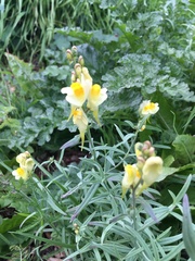 Linaria vulgaris
