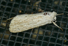 Catabena lineolata