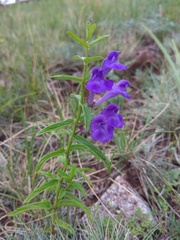 Scutellaria scordifolia