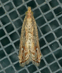 Bactra verutana