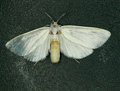 Rupela