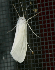 Rupela