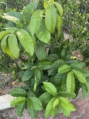 Coccoloba diversifolia