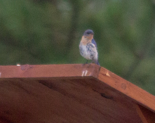 photo of Eastern Bluebird (Sialia sialis)