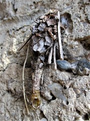Canephora hirsuta